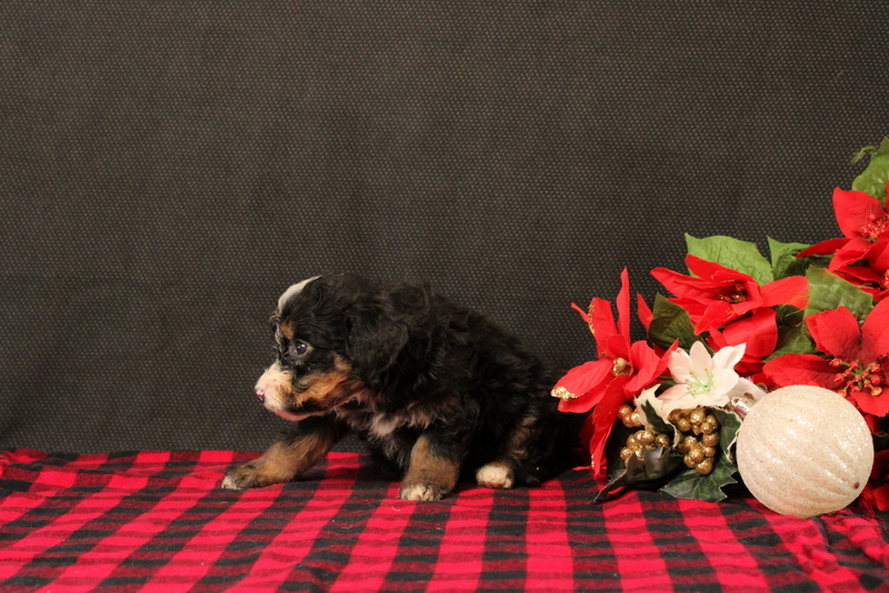 puppy, for, sale, Mini Bernadoodle F2, Matthew B. Stoltzfus, dog, breeder, Gap, PA, dog-breeder, puppy-for-sale, forsale, nearby, find, puppyfind, locator, puppylocator, aca